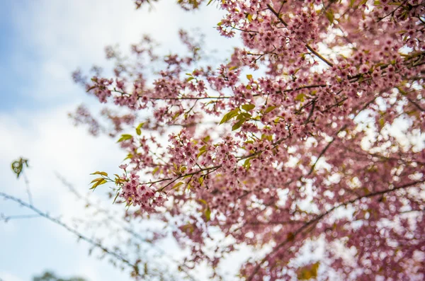 Pinky himalayan dziki kwiat wiśni blossom3 — Zdjęcie stockowe