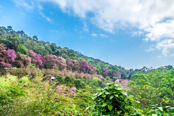 Malíček divoký himálajský třešeň květ v horách — Stock fotografie