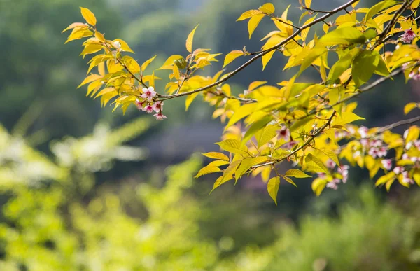 Wild Himalayan Cherry flower blossom with sunlight1 — Stock Photo, Image