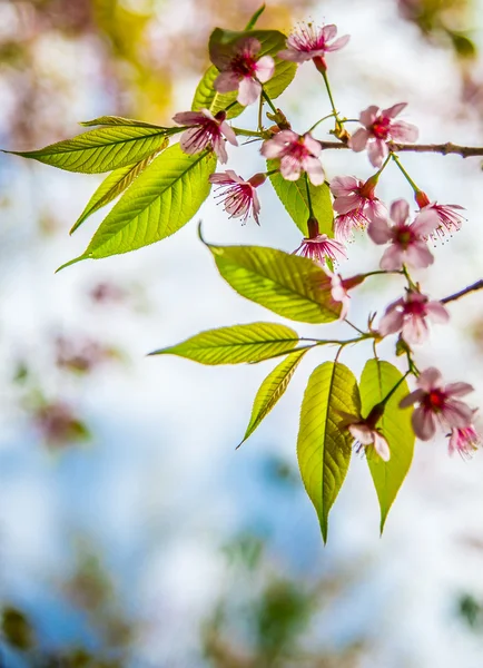 Wild Himalayan Cherry flower blossom with sunlight4 — Stock Photo, Image