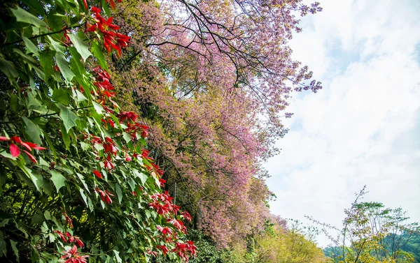 Dziki himalayan wiśni kwiat i chrismas drzewo z błękitnego nieba — Zdjęcie stockowe