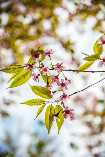 Fleur sauvage de cerisier de l'Himalaya avec lumière du soleil2 — Photo