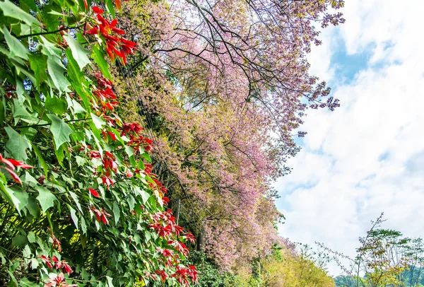 Wild Himalayan Cherry flower and chrismas tree with the blue sky — Stock Photo, Image