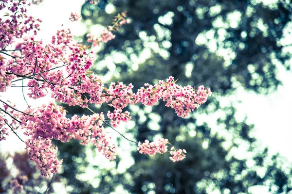 Wild Himalayan Cherry flower blossom4 — Stock Photo, Image
