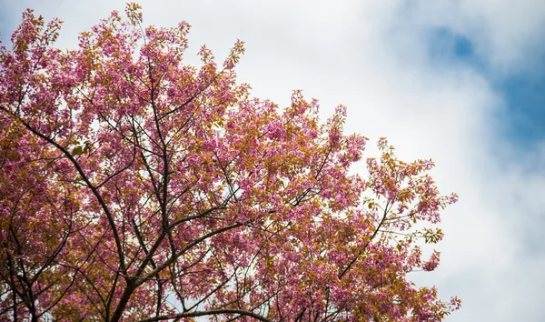 블루 sky2 야생 히말라야 벚꽃 꽃 꽃송이 — 스톡 사진