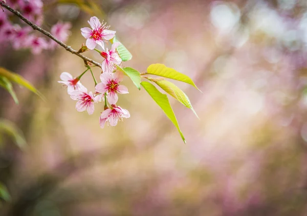 Vackra pinky vilda himalayan körsbärsblommor blossom1 — Stockfoto