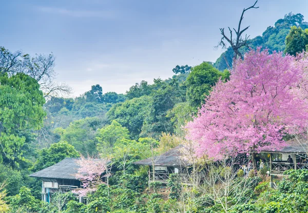 Dřevěný dům v hoře s volně himálajské třešeň flower2 — Stock fotografie