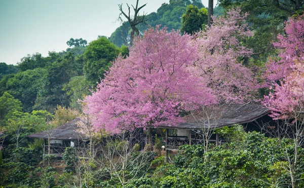 Wooden house in the mountain with Wild Himalayan Cherry flower3 — Stock Photo, Image