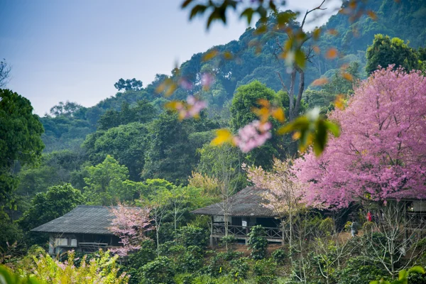 Wooden house in the mountain with Wild Himalayan Cherry flower4 — Stock Photo, Image