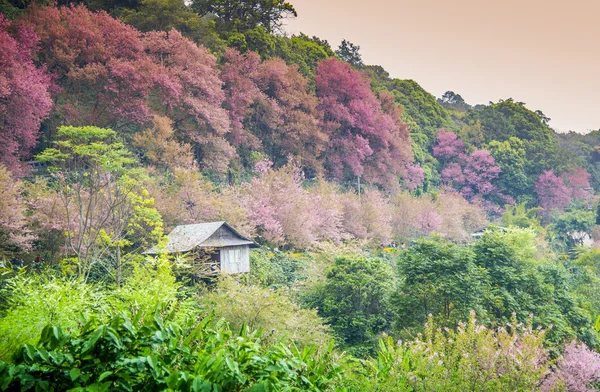 Dřevěný dům v divoké himálajské třešňový květ blossom1 — Stock fotografie