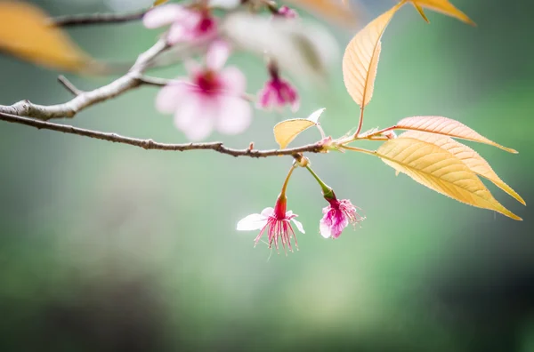 Himalayan dziki kwiat wiśni kwiat na tree2 — Zdjęcie stockowe