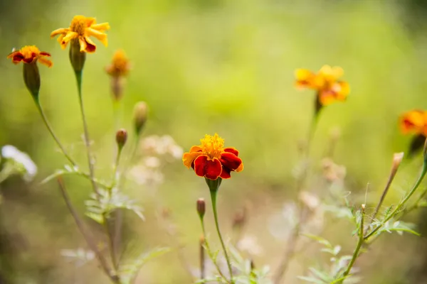 오렌지 금 잔 화 꽃에 garden2에서 — 스톡 사진