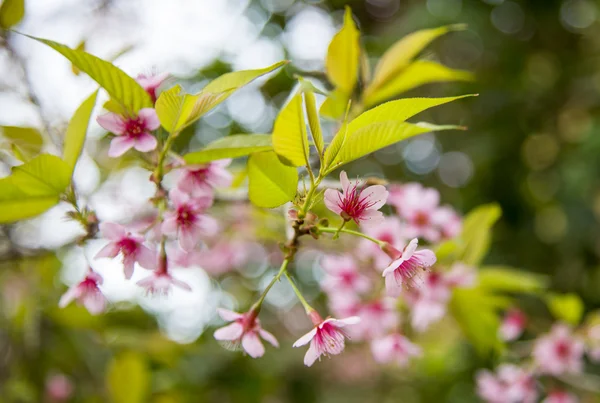 Fleurs sauvages de cerisier de l'Himalaya fleurissent sur l'arbre4 — Photo
