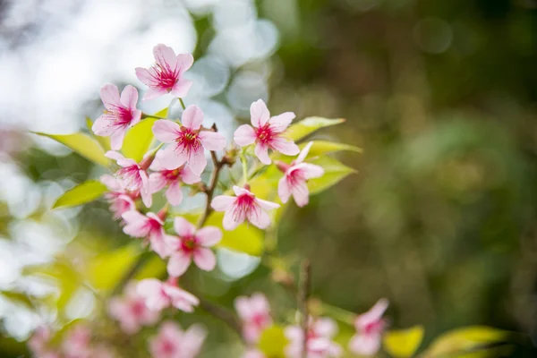 Divoké himálajské třešňový květ květ na tree8 — Stock fotografie