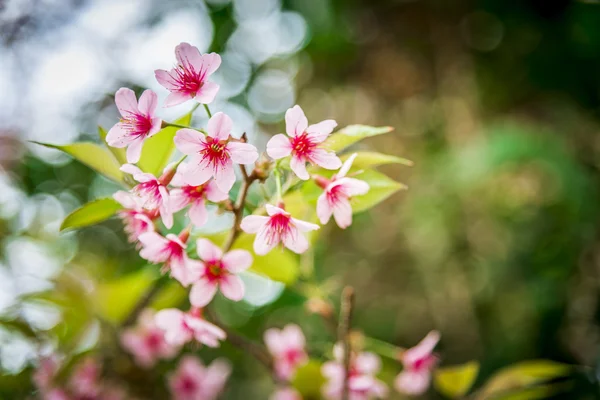 Divoké himálajské třešňový květ květ na tree9 — Stock fotografie