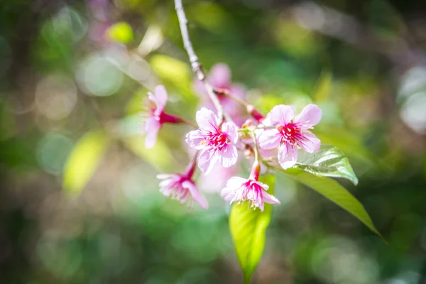 在 forest2 小指野生喜马拉雅山樱桃花盛开 — 图库照片