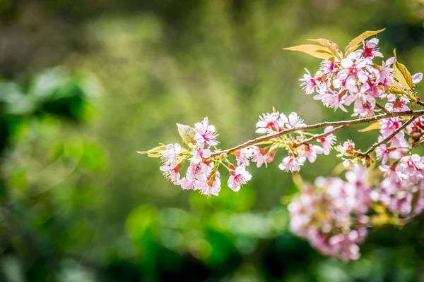 Pinky Wild Himalayan Cherry flower blossom in the forest1 — Stock Photo, Image