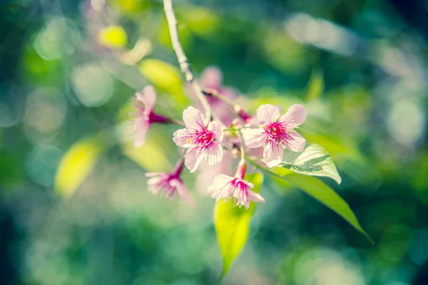在 forest3 小指野生喜马拉雅山樱桃花盛开 — 图库照片