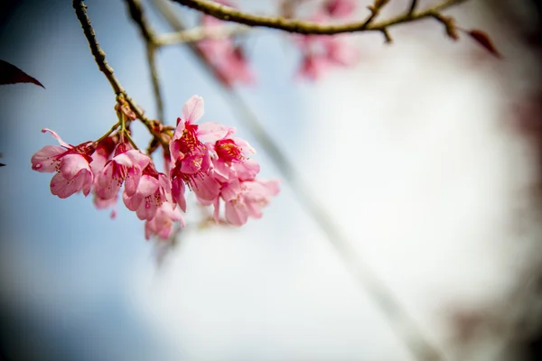 पिंकी वाइल्ड हिमालयी चेरी फूल फूल नीले आकाश के साथ 3 — स्टॉक फ़ोटो, इमेज