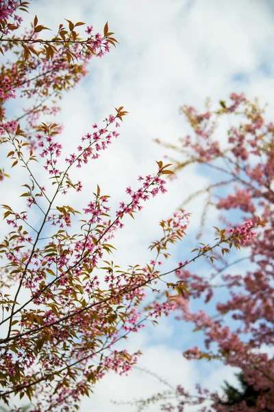 Fleur de cerisier sauvage de l'Himalaya rose sur l'arbre2 — Photo
