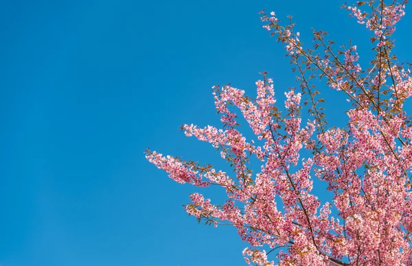 Pinky Wild Himalayan Cherry flower blossom with blue sky9 — Stock Photo, Image