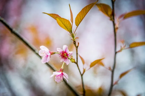 Fleur de cerisier sauvage de l'Himalaya Pinky floraison 1 — Photo