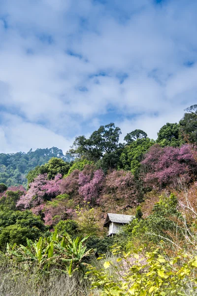 Trähus i berg av pinky vilda himalayan körsbär flower1 — Stockfoto