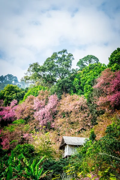 Trähus i berg av pinky vilda himalayan körsbär flower3 — Stockfoto