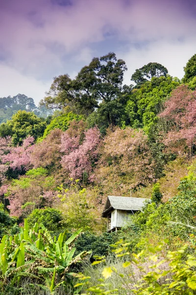 Trähus i berg av pinky vilda himalayan körsbär flower2 — Stockfoto