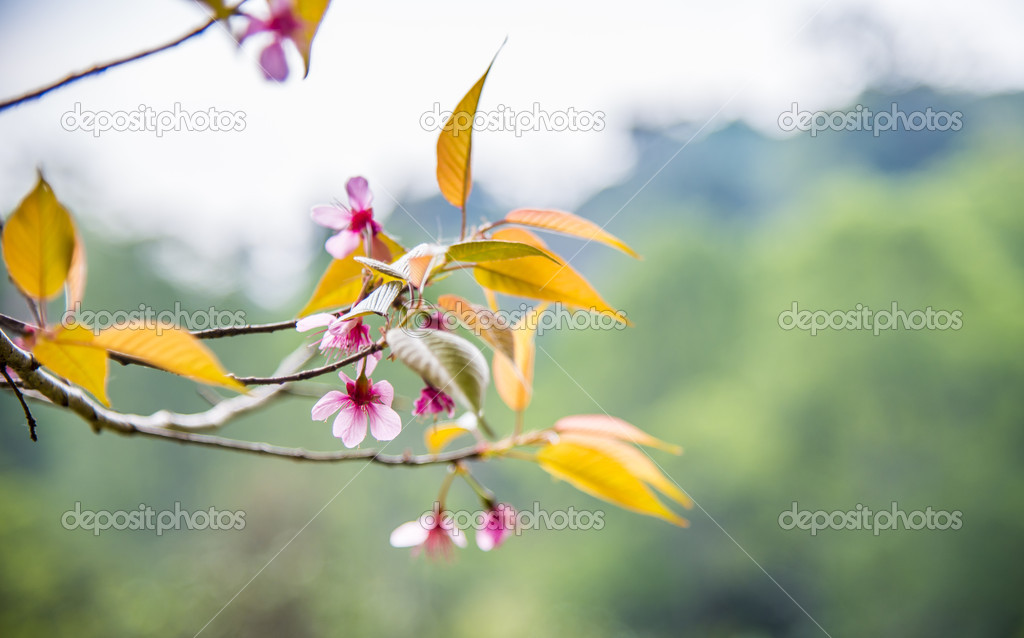 Wild Himalayan Cherry flower blossom on the tree3