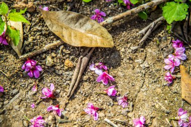 floor1 üzerinde pembe kiraz çiçek