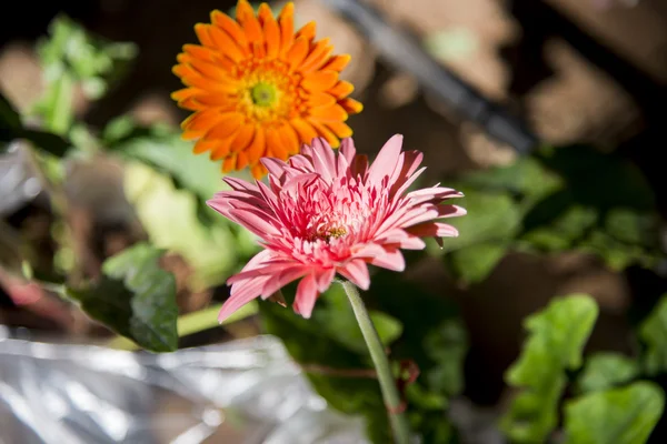 Rosa und orangefarbene Gerbera-Blume im Garten1 — Stockfoto