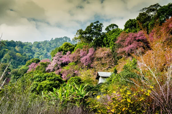 Trähus i berg av pinky vilda himalayan körsbär flower4 — Stockfoto
