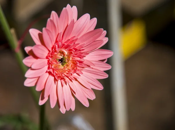 Rosa Gerbera Blume im Garten 1 — Stockfoto