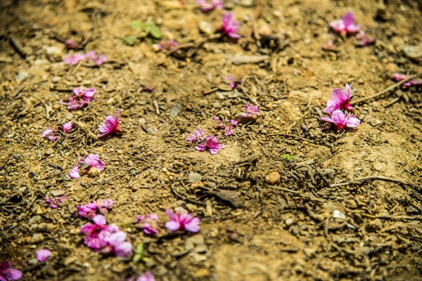 Rosa körsbärsblommor på floor2 — Stockfoto