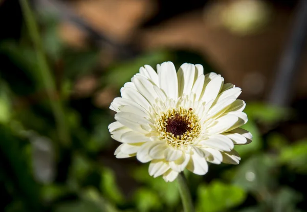 Gerbera fleur blanche dans le jardin — Photo