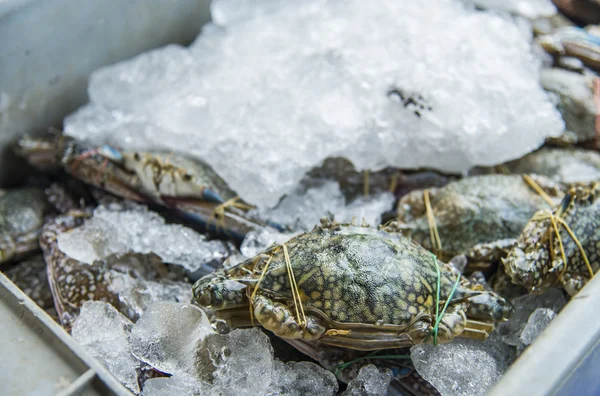 Mnóstwo niebieskie kraby na ice1 — Zdjęcie stockowe