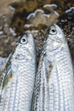 Deniz kefal balık cooking2 için hazırlanın.