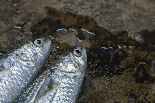 Bereiden van zee mul vis voor cooking1 — Stockfoto