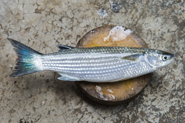 Peces salmonete de mar en bloque de picado — Foto de Stock