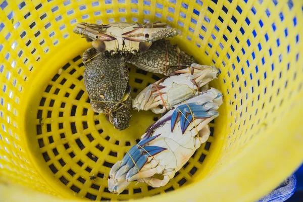 Blue krabben in gele plastic mand — Stockfoto