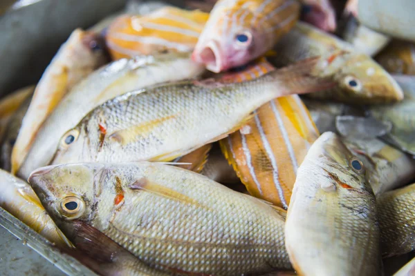 Variedad de peces de mar en venta2 — Foto de Stock