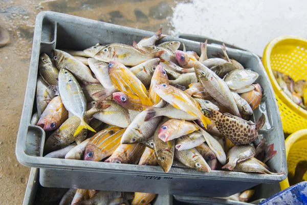 Variedad de peces de mar en caja de plástico para la venta — Foto de Stock