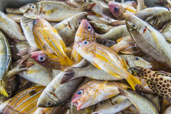 Mängd havet fisk till salu — Stockfoto