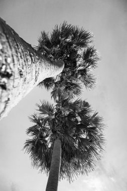 Toddy palm tree2 altında