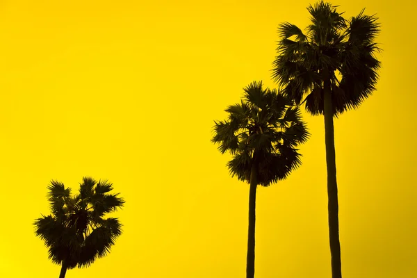 Siluet toddy palmiye ağacı — Stok fotoğraf