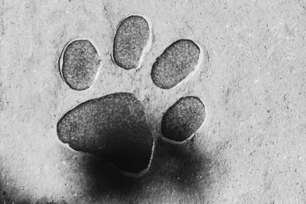 Abstract Black White Animal Foot Print Shape Cement Wall Concept — Stockfoto
