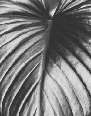 Taze yeşil Homalomena rubescens 'in siyah ve beyaz doğa arka plan fikri için yaprak kalp şekli dokusu