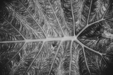 Siyah ve beyaz. Doğa arka plan fikri için taze yeşil alocasia yaprağı dokusu kapatın.