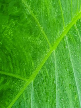 Doğa arka plan fikri için taze yeşil alocasia yaprağı dokusunu kapat